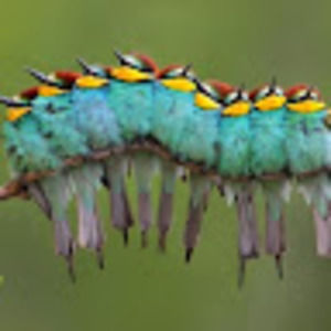 Meet your Posher, Stef